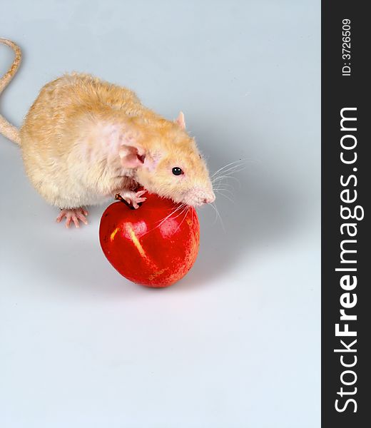 The shaggy rat rolls a red apple. The shaggy rat rolls a red apple