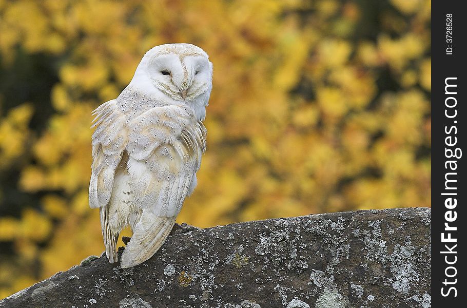 A Barn owl - Tyto alba - perched on a gravestone in a churchyard. Yellow blossom behind.