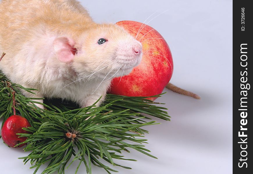 The rat sits on a branch to a New Year tree. Beside apples. The rat sits on a branch to a New Year tree. Beside apples