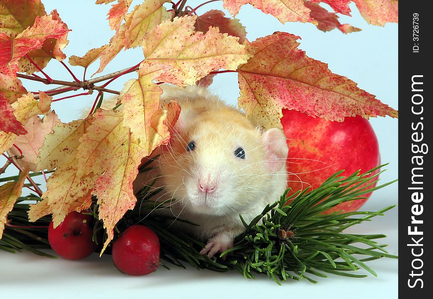 The big shaggy rat looks from under branches of a tree near to a fur-tree and an apple. The big shaggy rat looks from under branches of a tree near to a fur-tree and an apple