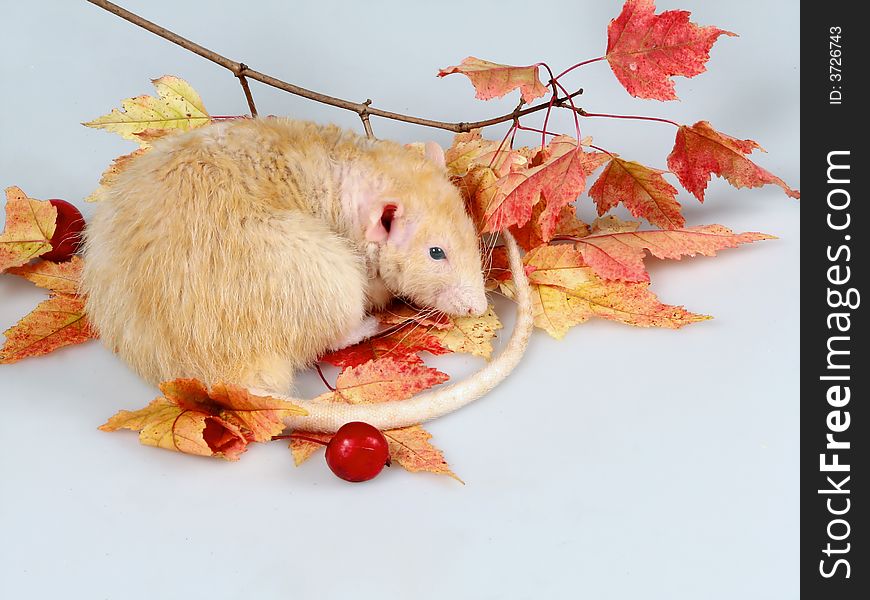 The rat sleeps under a branch with autumn leaves.
