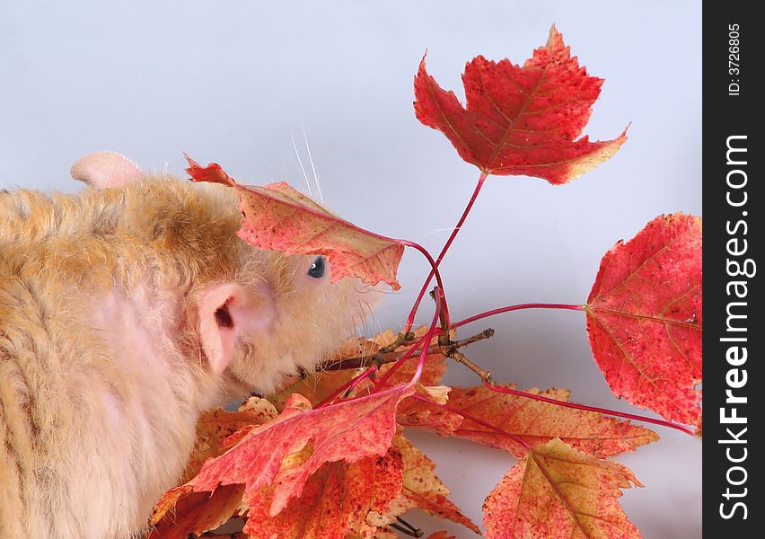 The rat sleeps under a branch with autumn leaves. The rat sleeps under a branch with autumn leaves