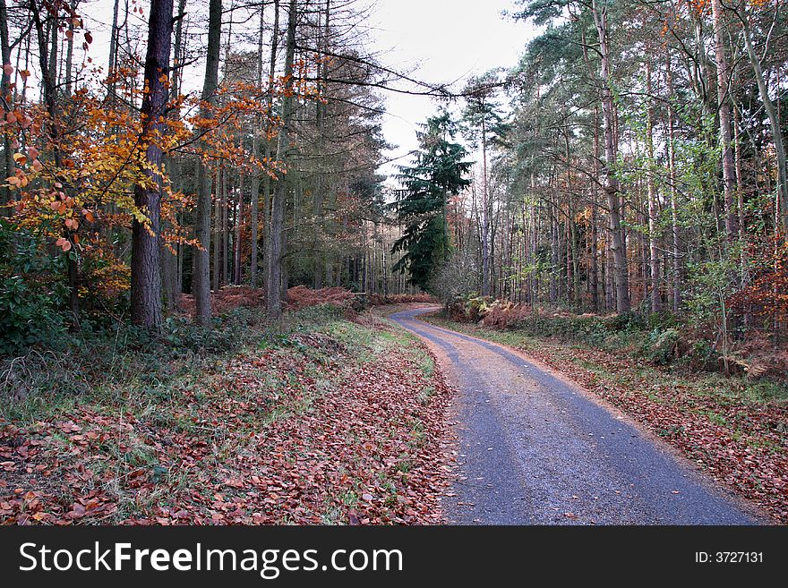 A track passing through an English Forest in the Autumn. A track passing through an English Forest in the Autumn
