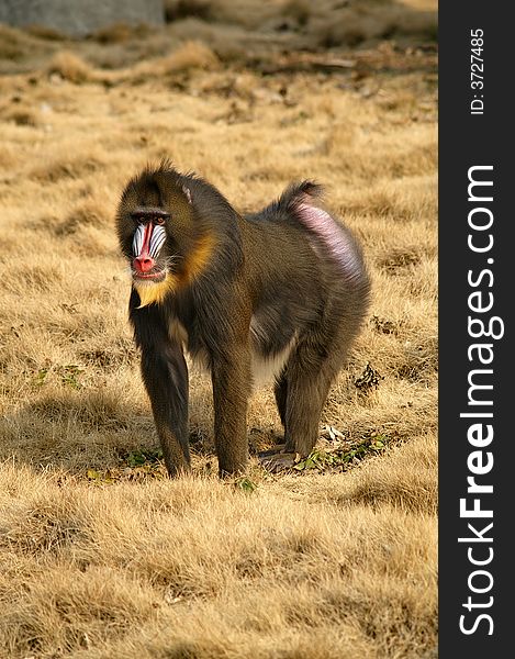 A beautiful,alert male mandrill, shot in the biggest zoo in Shanghai. A beautiful,alert male mandrill, shot in the biggest zoo in Shanghai