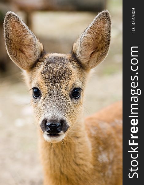 Portrait of a young dappled deer. Portrait of a young dappled deer