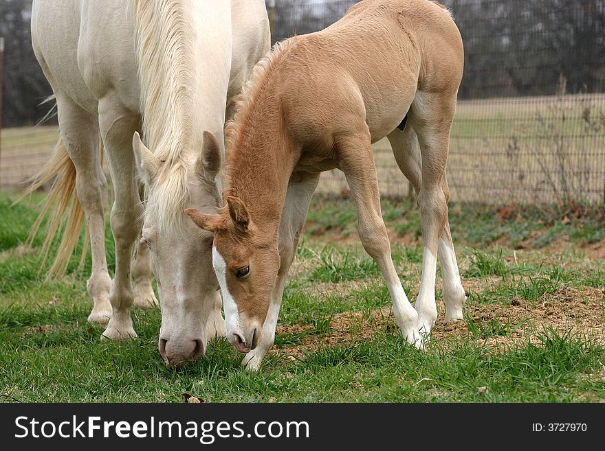 Perlino quarter horse mare and her palomino colt, grazing on green spring grass. Perlino quarter horse mare and her palomino colt, grazing on green spring grass