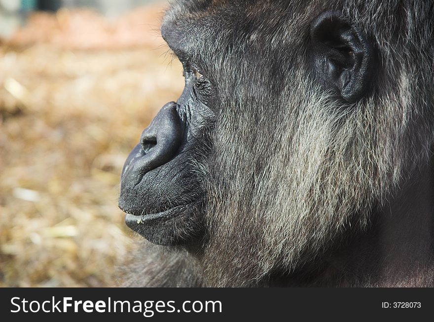 Close-up profile of a silver back gorilla's face