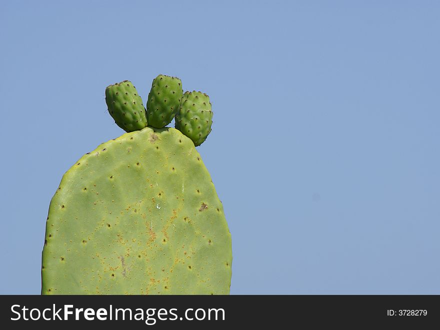 Cactus pear of sardinia or ficodindia (Opuntia ficus-indica L.)