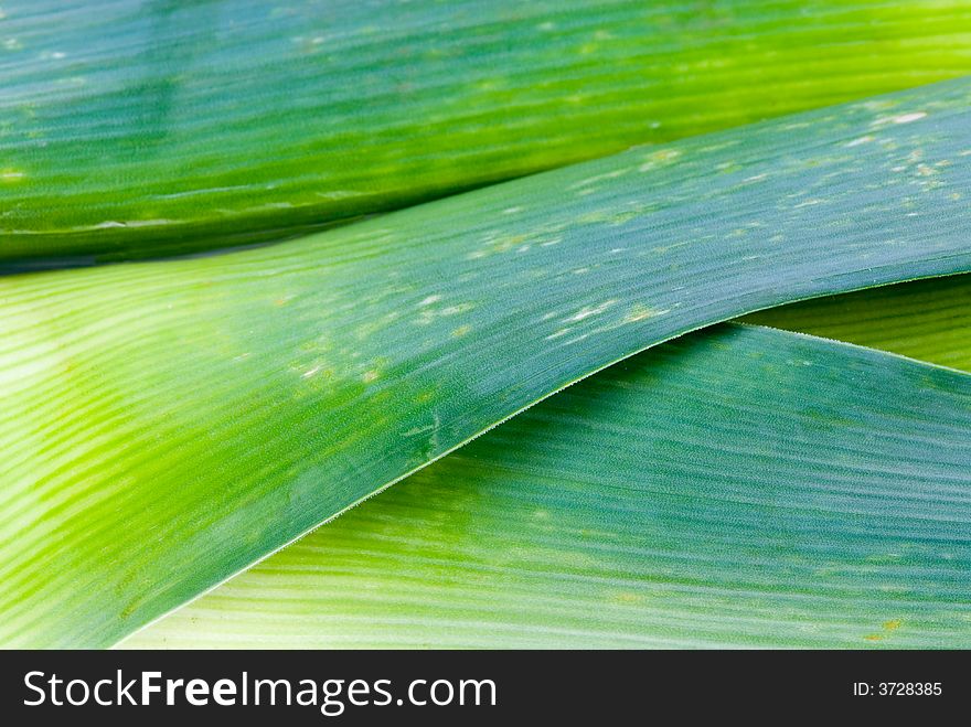 Close-up of fresh leek for backgrounds. Close-up of fresh leek for backgrounds