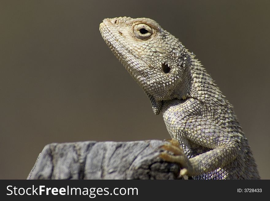This lizard called Agama, located in Central Asia