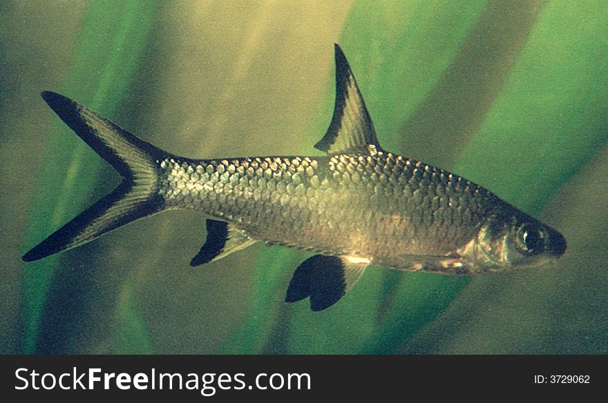 Aquarian small fish Spark to ball Barbus melanopterus