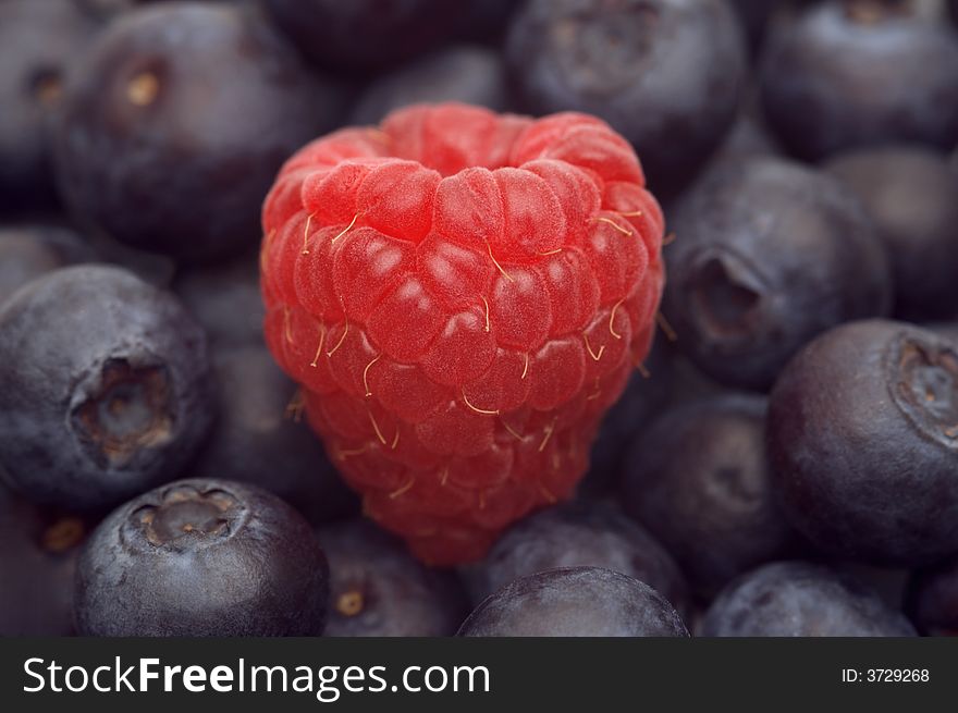 Fresh raspberry on the bilberry background