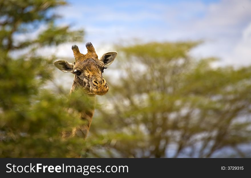 An image of a giraffe in kenya on the maasai mara national park. An image of a giraffe in kenya on the maasai mara national park.