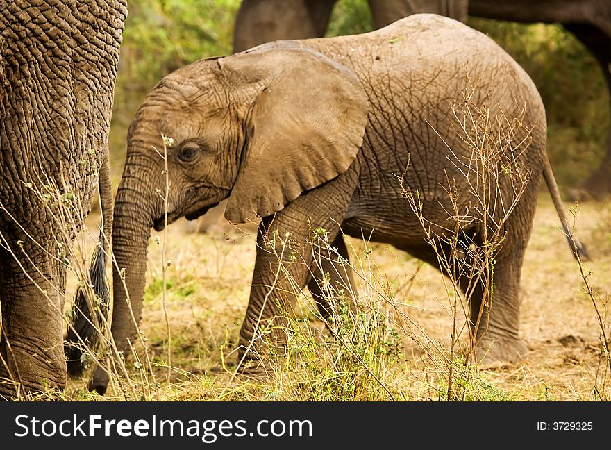 An image of an african baby elephant in kenya.