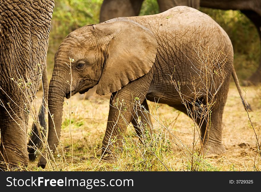 Baby Elephant