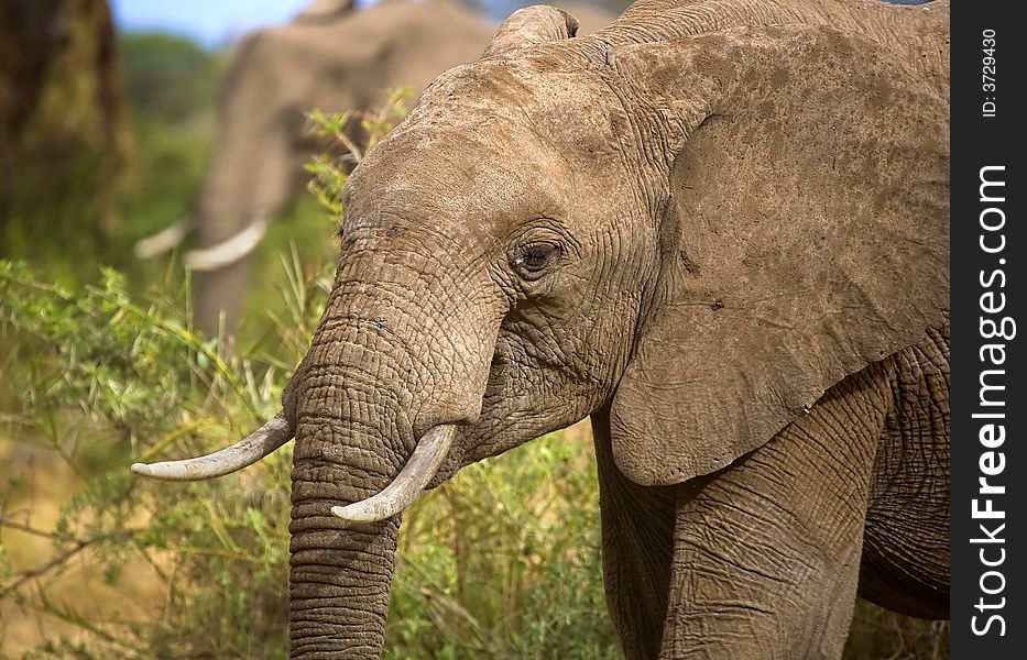 A close up image of an african elephant in kenya.