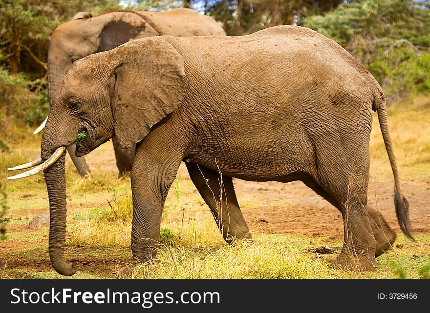 An image of an african elephant in kenya.