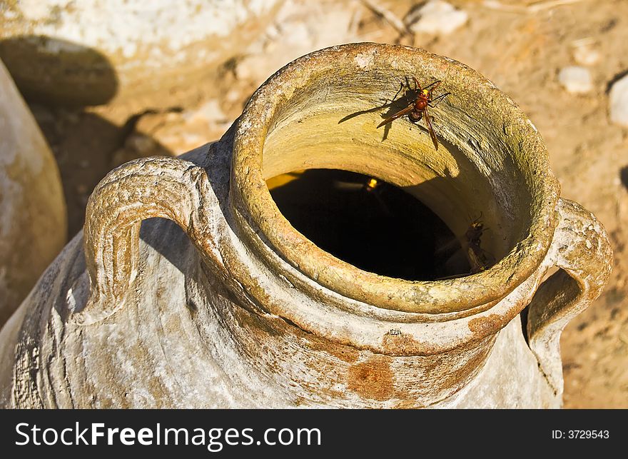 Wasp in pitcher with honey