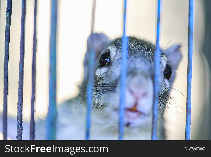 Squirrel in a cage near term
