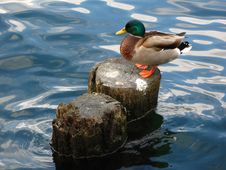 Mallard (Anas Platyrhynchos) Male Duck Royalty Free Stock Photography