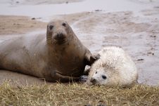 Grey Seals Stock Photo Grey Seals Stock Photo
