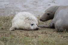 Grey Seals Stock Photos Grey Seals Stock Photos