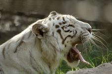 Bengal 2 Royalty Free Stock Photos