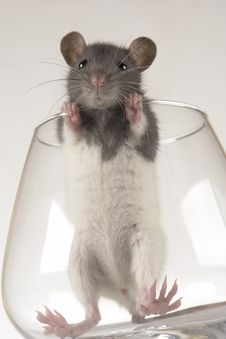 Grey Rat Royalty Free Stock Photo