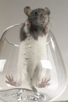 Grey Rat Stock Photo
