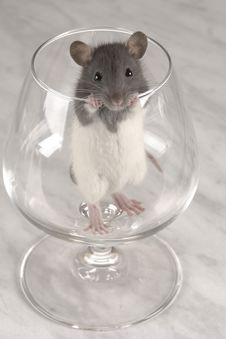Grey Rat Royalty Free Stock Photography