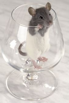 Grey Rat Stock Photo