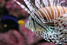 Lionfish Stock Photography Lionfish Stock Photography