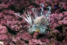 Lionfish Stock Photo Lionfish Stock Photo
