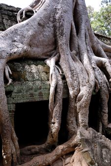 Ta Prohm, Angkor Wat, Cambodia Royalty Free Stock Photo Ta Prohm, Angkor Wat, Cambodia Royalty Free Stock Photo