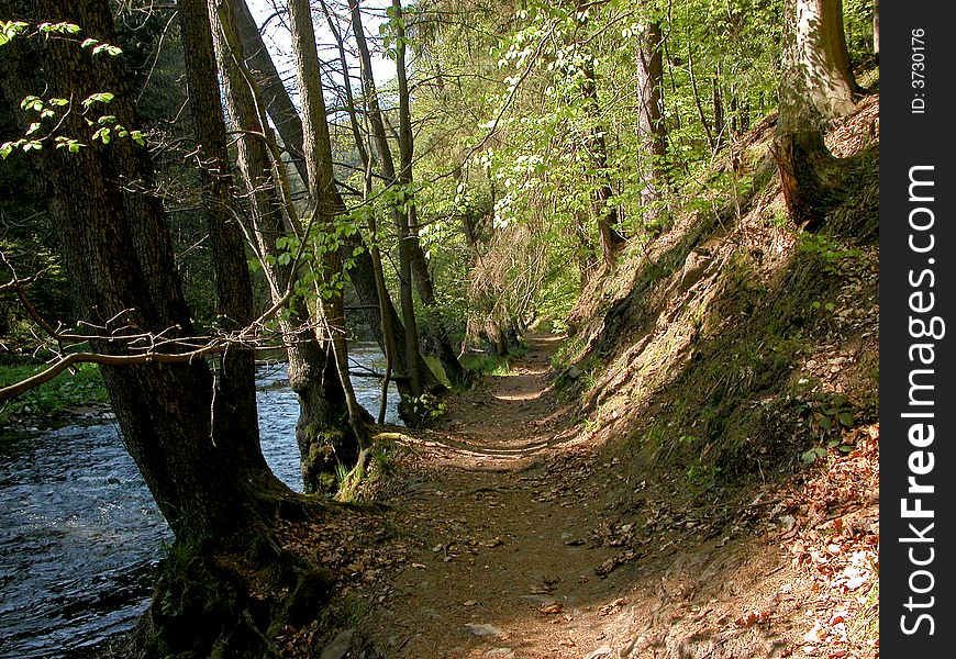 Forest road walks about stream