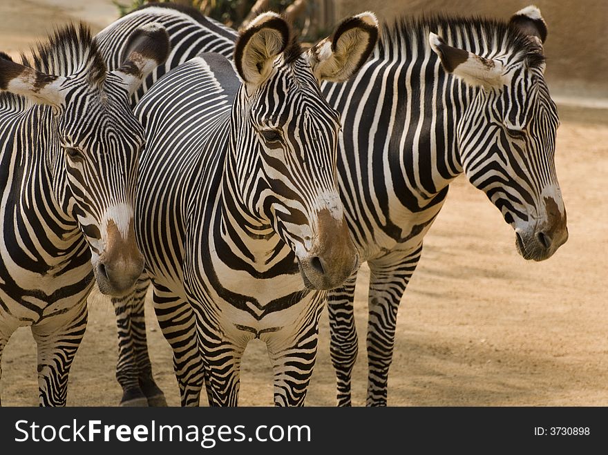 Zebras, are best known for their distinctive white and black stripes which come in different patterns unique to each individual.