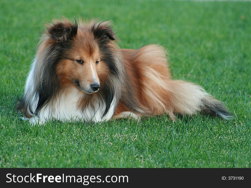 Sheltie 207