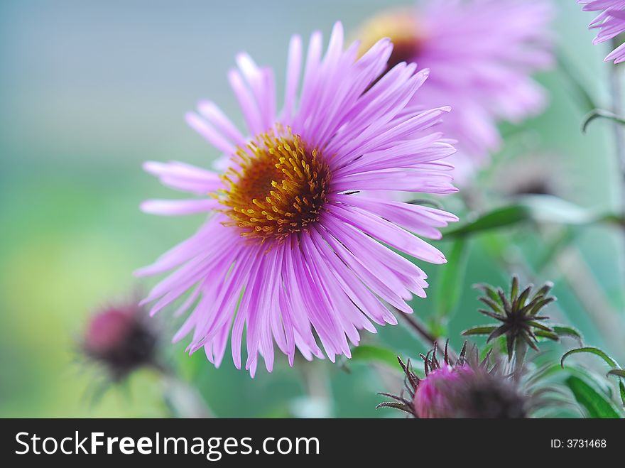 Close up image of pink aster. Close up image of pink aster