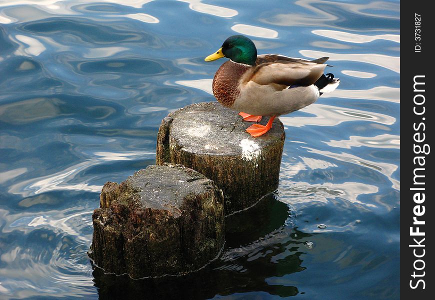 Mallard (Anas platyrhynchos) Male duck