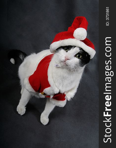 A cat wearing a red Santa suit. A cat wearing a red Santa suit