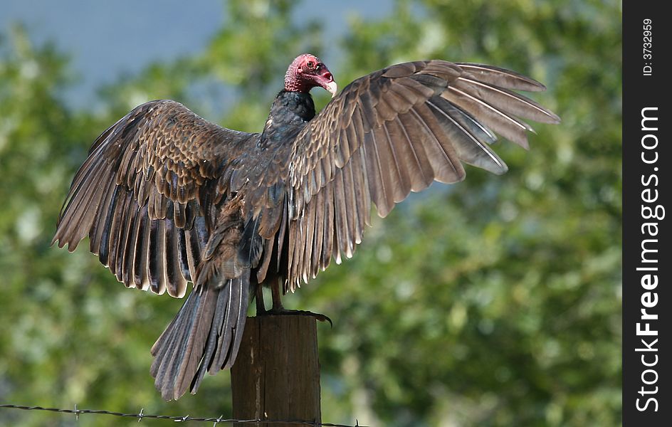 A Turkey Vulture sunning with its wings spread.