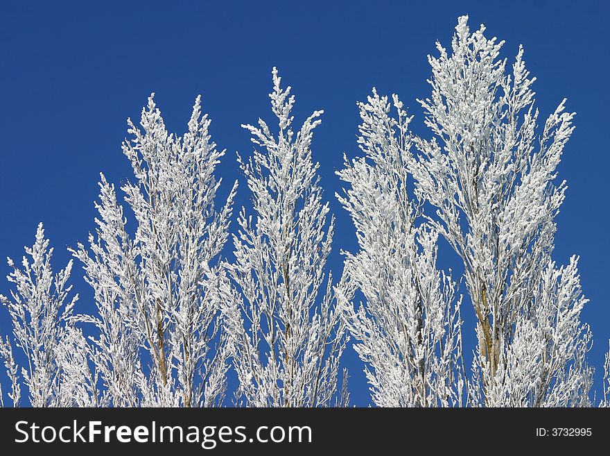 A stand of poplars with fresh hoar frost against a crisp blue sky. A stand of poplars with fresh hoar frost against a crisp blue sky.