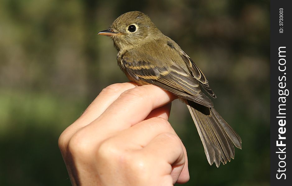 A Pacific-slope/Cordilleran Flycatcher in the hand during banding. A Pacific-slope/Cordilleran Flycatcher in the hand during banding.