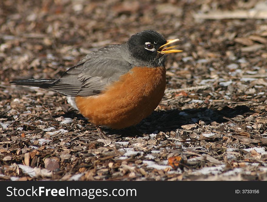 American Robin