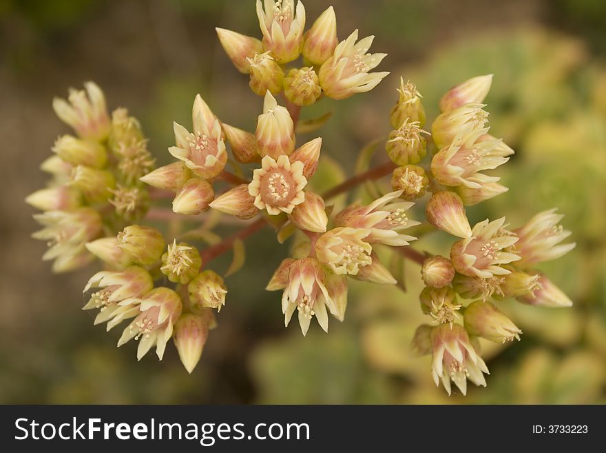 Close up of flowering succulent in spring