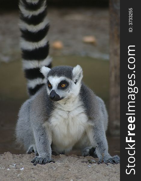 A portrait of an adorable ring-tailed lemur. A portrait of an adorable ring-tailed lemur.