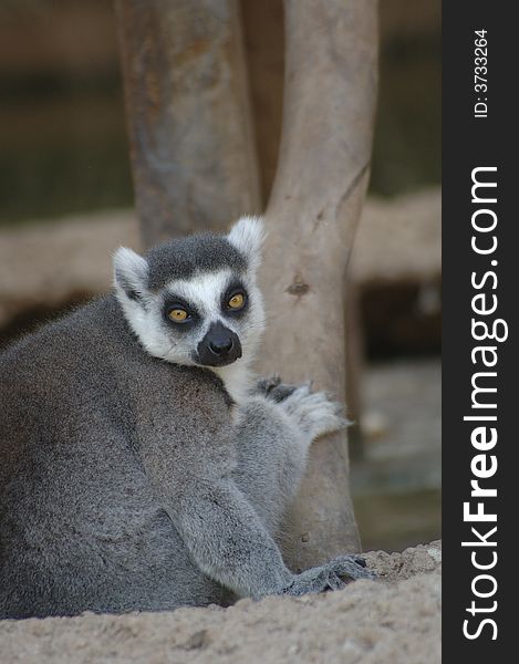 A portrait of an adorable ring-tailed lemur. A portrait of an adorable ring-tailed lemur.