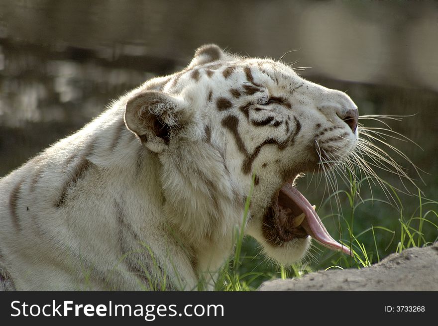A white Bengal tiger yawns. A white Bengal tiger yawns.