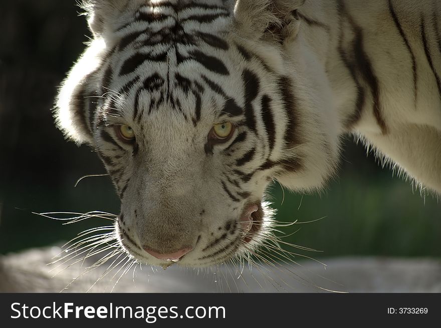 A closeup portrait of a Bengal tiger. A closeup portrait of a Bengal tiger.