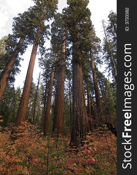 Sequoias,calaveras big trees state park,california,sierra nevada. Sequoias,calaveras big trees state park,california,sierra nevada